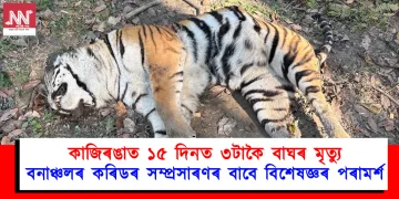 কাজিৰঙাত বাঘৰ মৃত্যু: বনাঞ্চলৰ কৰিডৰ সম্প্ৰসাৰণৰ বাবে বিশেষজ্ঞৰ পৰামৰ্শ