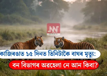 কাজিৰঙাত ১৫ দিনত তিনিটাকৈ বাঘৰ মৃত্যু: বন বিভাগৰ অৱহেলা নে আন কিবা?