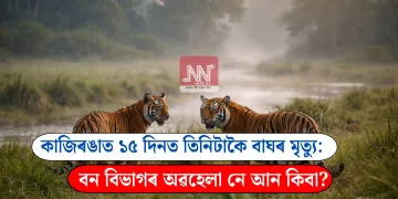 কাজিৰঙাত ১৫ দিনত তিনিটাকৈ বাঘৰ মৃত্যু: বন বিভাগৰ অৱহেলা নে আন কিবা?