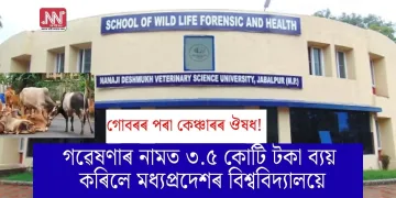 গোবৰৰ পৰা কেঞ্চাৰৰ ঔষধ! গৱেষণাৰ নামত ৩.৫ কোটি টকা ব্যয় কৰিলে মধ্যপ্ৰদেশৰ বিশ্ববিদ্যালয়ে