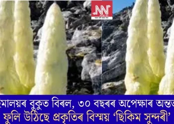 হিমালয়ৰ বুকুত বিৰল, ৩০ বছৰৰ অপেক্ষাৰ অন্তত ফুলি উঠিছে প্ৰকৃতিৰ বিস্ময় ‘ছিকিম সুন্দৰী’