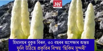হিমালয়ৰ বুকুত বিৰল, ৩০ বছৰৰ অপেক্ষাৰ অন্তত ফুলি উঠিছে প্ৰকৃতিৰ বিস্ময় ‘ছিকিম সুন্দৰী’