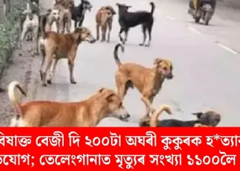 বিষাক্ত বেজী দি ২০০টা অঘৰী কুকুৰক হত্যাৰ অভিযোগ; তেলেংগানাত মৃত্যুৰ সংখ্যা ১১০০লৈ বৃদ্ধি