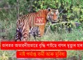 ভাৰতত অভাৱনীয়ভাৱে বৃদ্ধি পাইছে বাঘৰ মৃত্যুৰ হাৰ! নাই পৰ্যাপ্ত কৰ্মী আৰু সুবিধা