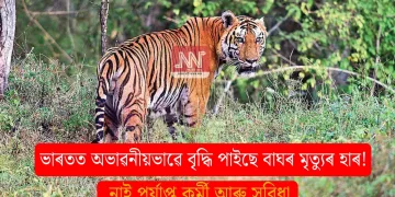 ভাৰতত অভাৱনীয়ভাৱে বৃদ্ধি পাইছে বাঘৰ মৃত্যুৰ হাৰ! নাই পৰ্যাপ্ত কৰ্মী আৰু সুবিধা