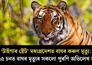 ‘টাইগাৰ ষ্টেট’ মধ্যপ্ৰদেশত বাঘৰ কৰুণ মৃত্যু: ২০২৫ চনত বাঘৰ মৃত্যুৰ সকলো পুৰণি অভিলেখ ভংগ