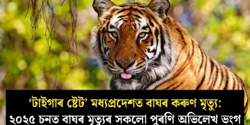 ‘টাইগাৰ ষ্টেট’ মধ্যপ্ৰদেশত বাঘৰ কৰুণ মৃত্যু: ২০২৫ চনত বাঘৰ মৃত্যুৰ সকলো পুৰণি অভিলেখ ভংগ