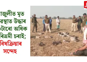 মাজুলীত মৃত অৱস্থাত উদ্ধাৰ ৫০টাৰো অধিক পৰিভ্ৰমী চৰাই; বিষক্ৰিয়াৰ সন্দেহ