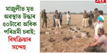 মাজুলীত মৃত অৱস্থাত উদ্ধাৰ ৫০টাৰো অধিক পৰিভ্ৰমী চৰাই; বিষক্ৰিয়াৰ সন্দেহ