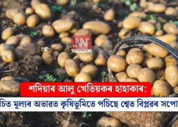 শদিয়াৰ আলু খেতিয়কৰ হাহাকাৰ: উচিত মূল্যৰ অভাৱত কৃষিভূমিতে পচিছে শ্বেত বিপ্লৱৰ সপোন