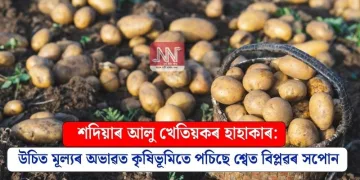 শদিয়াৰ আলু খেতিয়কৰ হাহাকাৰ: উচিত মূল্যৰ অভাৱত কৃষিভূমিতে পচিছে শ্বেত বিপ্লৱৰ সপোন