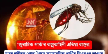 ‘জুৰাচিক পাৰ্ক’ৰ কল্পকাহিনী এতিয়া বাস্তৱ: ম’হৰ শৰীৰত পোৱা গৈছে সমসাময়িক প্ৰাণীৰ ডিএনএৰ ভাণ্ডাৰ
