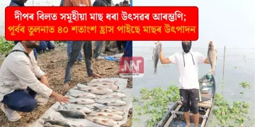 দীপৰ বিলত সমূহীয়া মাছ ধৰা উৎসৱৰ আৰম্ভণি; পূৰ্বৰ তুলনাত ৪০ শতাংশ হ্ৰাস পাইছে মাছৰ উৎপাদন