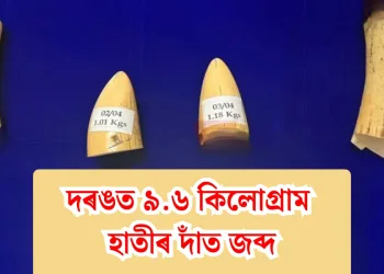 দৰঙত ৯.৬ কিলোগ্ৰাম হাতীৰ দাঁত জব্দ: শিয়ালমাৰীত সীমা শুল্ক বিভাগৰ বৃহৎ অভিযান