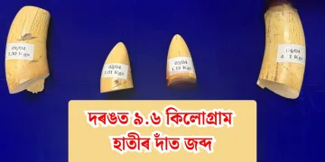 দৰঙত ৯.৬ কিলোগ্ৰাম হাতীৰ দাঁত জব্দ: শিয়ালমাৰীত সীমা শুল্ক বিভাগৰ বৃহৎ অভিযান