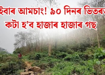 এইবাৰ আমচাং! ৯০ দিনৰ ভিতৰত কটা হ’ব হাজাৰ হাজাৰ গছ