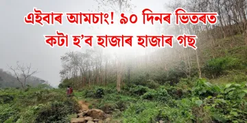 এইবাৰ আমচাং! ৯০ দিনৰ ভিতৰত কটা হ’ব হাজাৰ হাজাৰ গছ