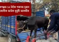গোলোকগঞ্জত ১২ টাকৈ গৰুসহ দুজন সৰবৰাহকাৰীক আটক ধুবুৰী আৰক্ষীৰ