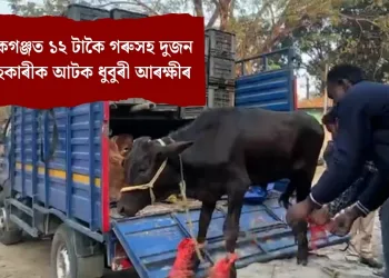 গোলোকগঞ্জত ১২ টাকৈ গৰুসহ দুজন সৰবৰাহকাৰীক আটক ধুবুৰী আৰক্ষীৰ