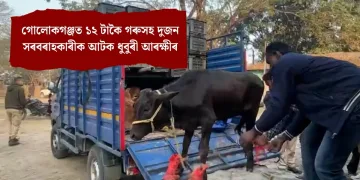 গোলোকগঞ্জত ১২ টাকৈ গৰুসহ দুজন সৰবৰাহকাৰীক আটক ধুবুৰী আৰক্ষীৰ