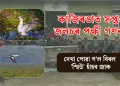 সপ্তম কাজিৰঙা জলচৰ পক্ষী গণনা: দেখা পোৱা গ’ল বিৰল ‘স্মিউ’ হাঁহৰ জাক