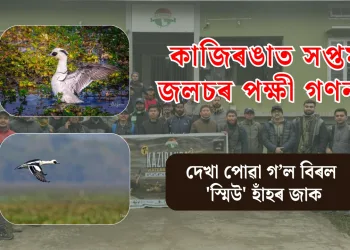 সপ্তম কাজিৰঙা জলচৰ পক্ষী গণনা: দেখা পোৱা গ’ল বিৰল ‘স্মিউ’ হাঁহৰ জাক
