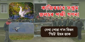সপ্তম কাজিৰঙা জলচৰ পক্ষী গণনা: দেখা পোৱা গ’ল বিৰল ‘স্মিউ’ হাঁহৰ জাক