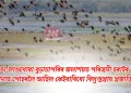 কাজিৰঙা-লাওখোৱা-বুঢ়াচাপৰিৰ জলাশয়ত পৰিভ্ৰমী চৰাইৰ ভিৰ: গণনাত পোহৰলৈ আহিল কেইবাবিধো বিলুপ্তপ্ৰায় প্ৰজাতি
