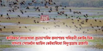 কাজিৰঙা-লাওখোৱা-বুঢ়াচাপৰিৰ জলাশয়ত পৰিভ্ৰমী চৰাইৰ ভিৰ: গণনাত পোহৰলৈ আহিল কেইবাবিধো বিলুপ্তপ্ৰায় প্ৰজাতি