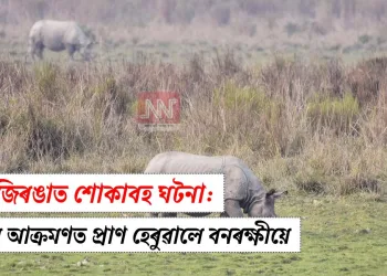 কাজিৰঙাত শোকাবহ ঘটনা: গঁড়ৰ আক্ৰমণত প্ৰাণ হেৰুৱালে বনৰক্ষীয়ে