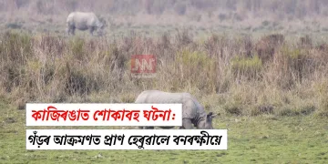 কাজিৰঙাত শোকাবহ ঘটনা: গঁড়ৰ আক্ৰমণত প্ৰাণ হেৰুৱালে বনৰক্ষীয়ে