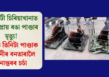 গুৱাহাটী চিৰিয়াখানাত বিলুপ্তপ্ৰায় ৰঙা পাণ্ডাৰ মৃত্যু! জীৱিত তিনিটা পাণ্ডাক আম্বানীৰ বনতাৰালৈ স্থানান্তৰৰ চৰ্চা