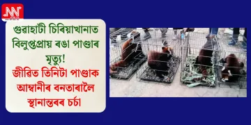 গুৱাহাটী চিৰিয়াখানাত বিলুপ্তপ্ৰায় ৰঙা পাণ্ডাৰ মৃত্যু! জীৱিত তিনিটা পাণ্ডাক আম্বানীৰ বনতাৰালৈ স্থানান্তৰৰ চৰ্চা