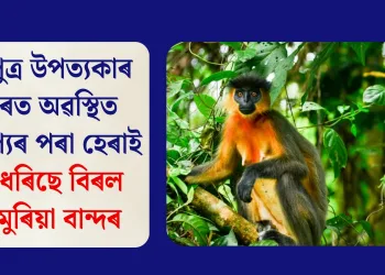 ব্ৰহ্মপুত্ৰ উপত্যকাৰ ওপৰত অৱস্থিত বৰ্ষাৰণ্যৰ পৰা হেৰাই যাব ধৰিছে বিৰল টুপিমুৰিয়া বান্দৰ