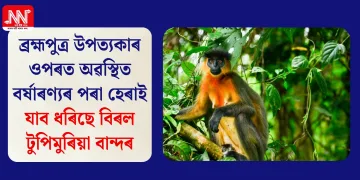 ব্ৰহ্মপুত্ৰ উপত্যকাৰ ওপৰত অৱস্থিত বৰ্ষাৰণ্যৰ পৰা হেৰাই যাব ধৰিছে বিৰল টুপিমুৰিয়া বান্দৰ