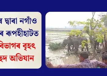হাতীৰ দ্বাৰা নগাঁও জিলাৰ ৰূপহীহাটত বন বিভাগৰ বৃহৎ উচ্ছেদ অভিযান