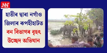 হাতীৰ দ্বাৰা নগাঁও জিলাৰ ৰূপহীহাটত বন বিভাগৰ বৃহৎ উচ্ছেদ অভিযান
