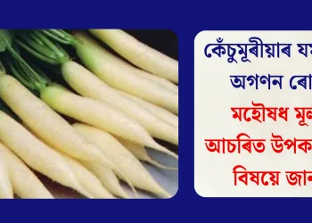 কেঁচুমূৰীয়াৰ যম আৰু অগণন ৰোগৰ মহৌষধ মূলাৰ আচৰিত উপকাৰিতাৰ বিষয়ে জানক