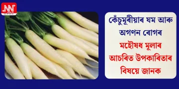 কেঁচুমূৰীয়াৰ যম আৰু অগণন ৰোগৰ মহৌষধ মূলাৰ আচৰিত উপকাৰিতাৰ বিষয়ে জানক