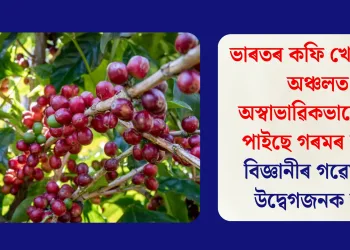 ভাৰতৰ কফি খেতি কৰা অঞ্চলত অস্বাভাৱিকভাৱে বৃদ্ধি পাইছে গৰমৰ মাত্ৰাঃ বিজ্ঞানীৰ গৱেষণাত উদ্বেগজনক তথ্য