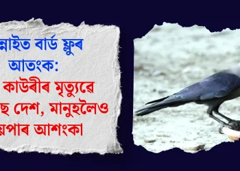 চেন্নাইত বাৰ্ড ফ্লুৰ আতংক: শ শ কাউৰীৰ মৃত্যুৱে কঁপাইছে দেশ, মানুহলৈও বিয়পাৰ আশংকা