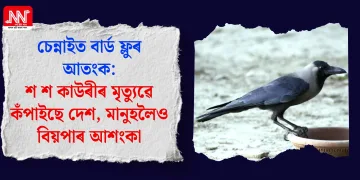 চেন্নাইত বাৰ্ড ফ্লুৰ আতংক: শ শ কাউৰীৰ মৃত্যুৱে কঁপাইছে দেশ, মানুহলৈও বিয়পাৰ আশংকা