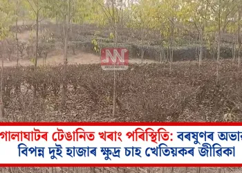 গোলাঘাটৰ টেঙানিত খৰাং পৰিস্থিতি: বৰষুণৰ অভাৱত বিপন্ন দুই হাজাৰ ক্ষুদ্ৰ চাহ খেতিয়কৰ জীৱিকা