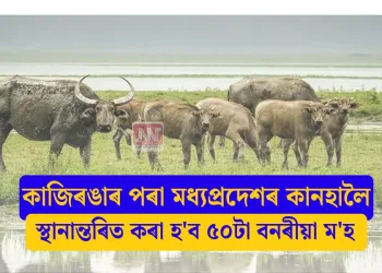 কাজিৰঙাৰ পৰা মধ্যপ্ৰদেশৰ কানহালৈ স্থানান্তৰিত কৰা হ’ব ৫০টা বনৰীয়া ম’হ