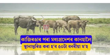কাজিৰঙাৰ পৰা মধ্যপ্ৰদেশৰ কানহালৈ স্থানান্তৰিত কৰা হ’ব ৫০টা বনৰীয়া ম’হ