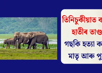তিনিচুকীয়াত বনৰীয়া হাতীৰ তাণ্ডৱ: গছকি হত্যা কৰিলে মাতৃ আৰু পুত্ৰক