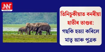 তিনিচুকীয়াত বনৰীয়া হাতীৰ তাণ্ডৱ: গছকি হত্যা কৰিলে মাতৃ আৰু পুত্ৰক