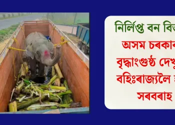 নিৰ্লিপ্ত বন বিভাগ! অসম চৰকাৰক বৃদ্ধাংগুষ্ঠ দেখুৱাই বহিঃৰাজ্যলৈ হাতী সৰবৰাহ