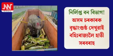 নিৰ্লিপ্ত বন বিভাগ! অসম চৰকাৰক বৃদ্ধাংগুষ্ঠ দেখুৱাই বহিঃৰাজ্যলৈ হাতী সৰবৰাহ