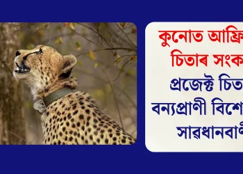 কুনোত আফ্ৰিকান চিতাৰ সংকট: প্ৰজেক্ট চিতাক বন্যপ্ৰাণী বিশেষজ্ঞৰ সাৱধানবাণী